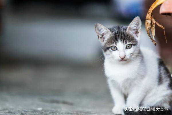 猫咪成长日记更新，记录猫奴的福音时刻！