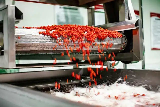 枸杞最新动态，踏遍美景，探寻内心宁静绿洲的奥秘