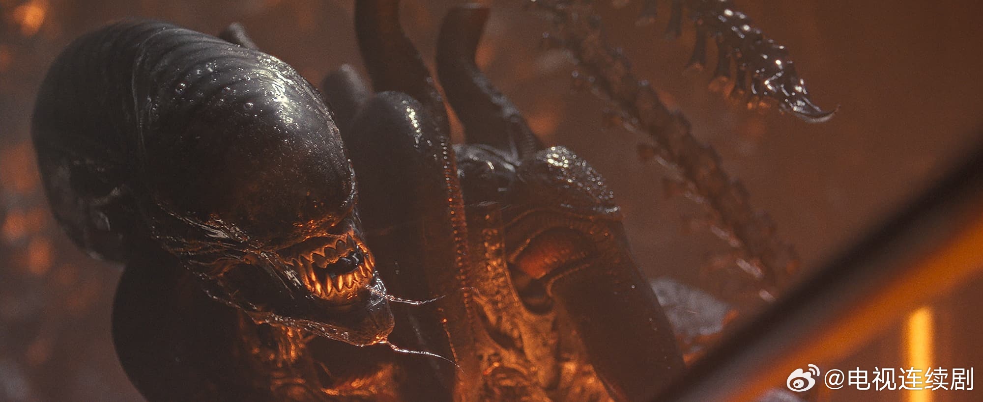 异形最新动态播报