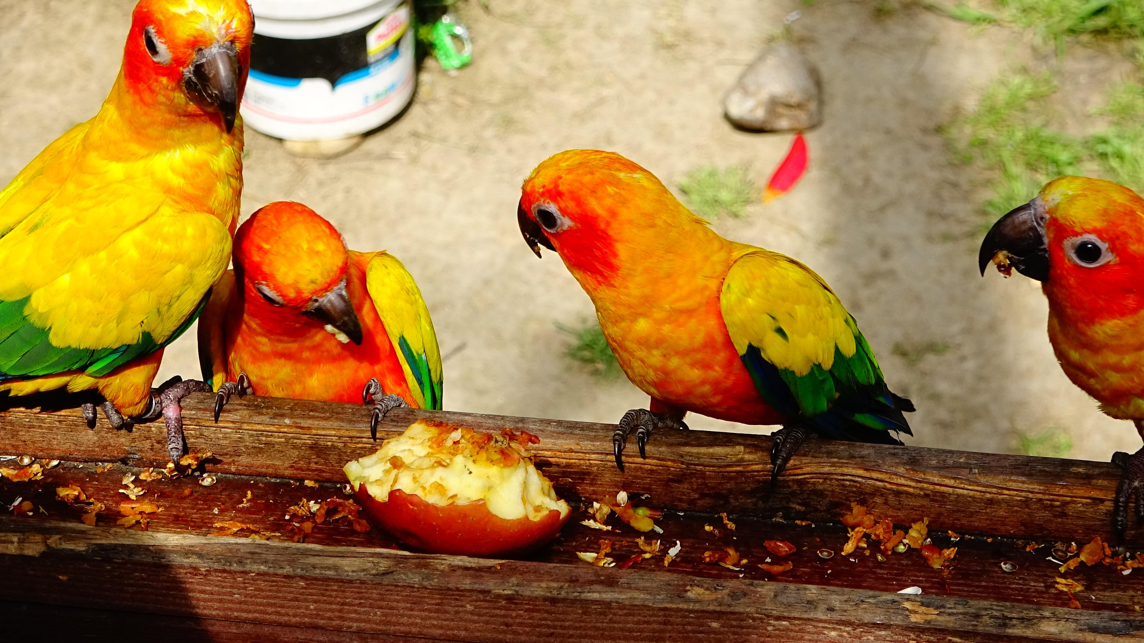 上海樱花最新观赏与拍摄指南，从观赏到拍摄，一步不漏的完整步骤