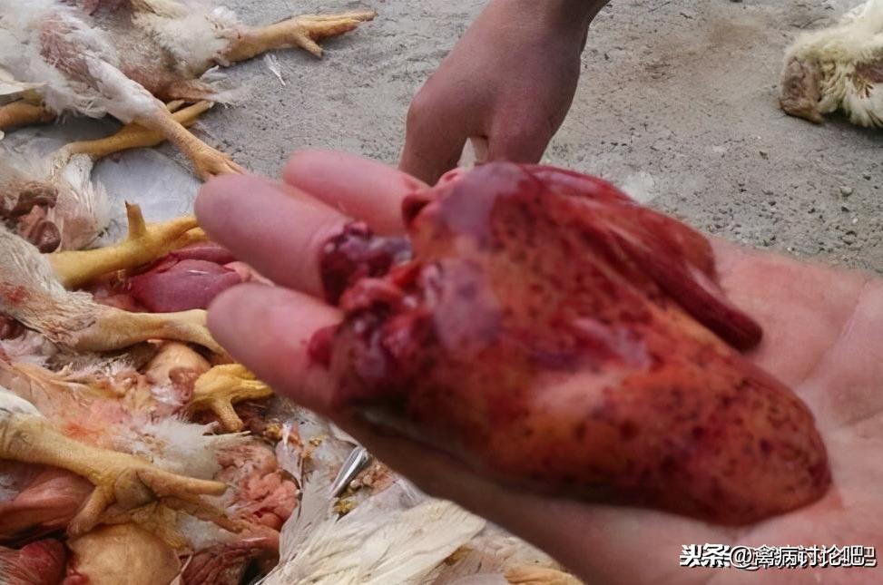 病毒炎最新动态,背景、重要事件与地位深度探讨