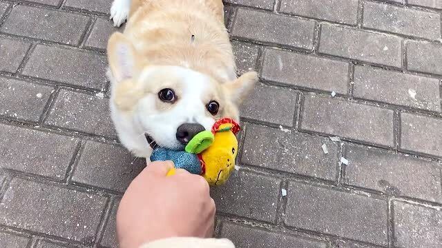 小短腿大步向前，励志之旅，自信与成就感的绽放之路