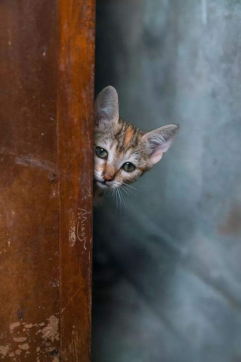 余最新拍摄的温馨日常故事,摄影中的友情与陪伴的温馨瞬间
