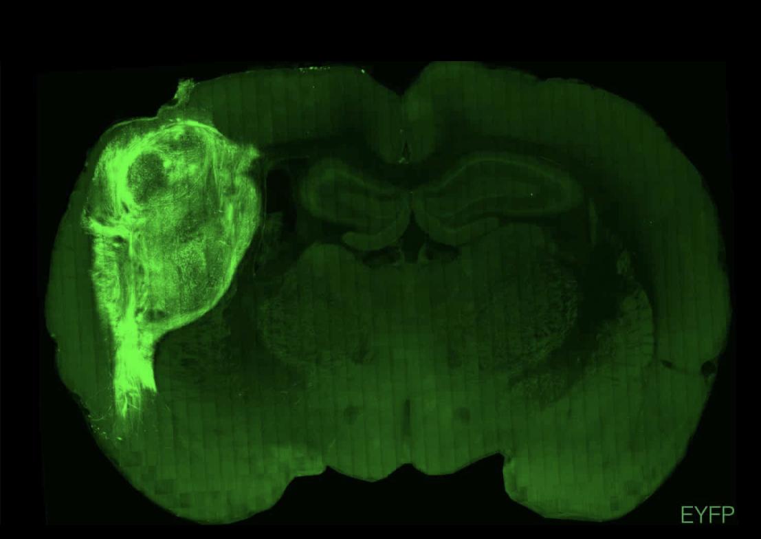 最新器官,全面理解与操作指南