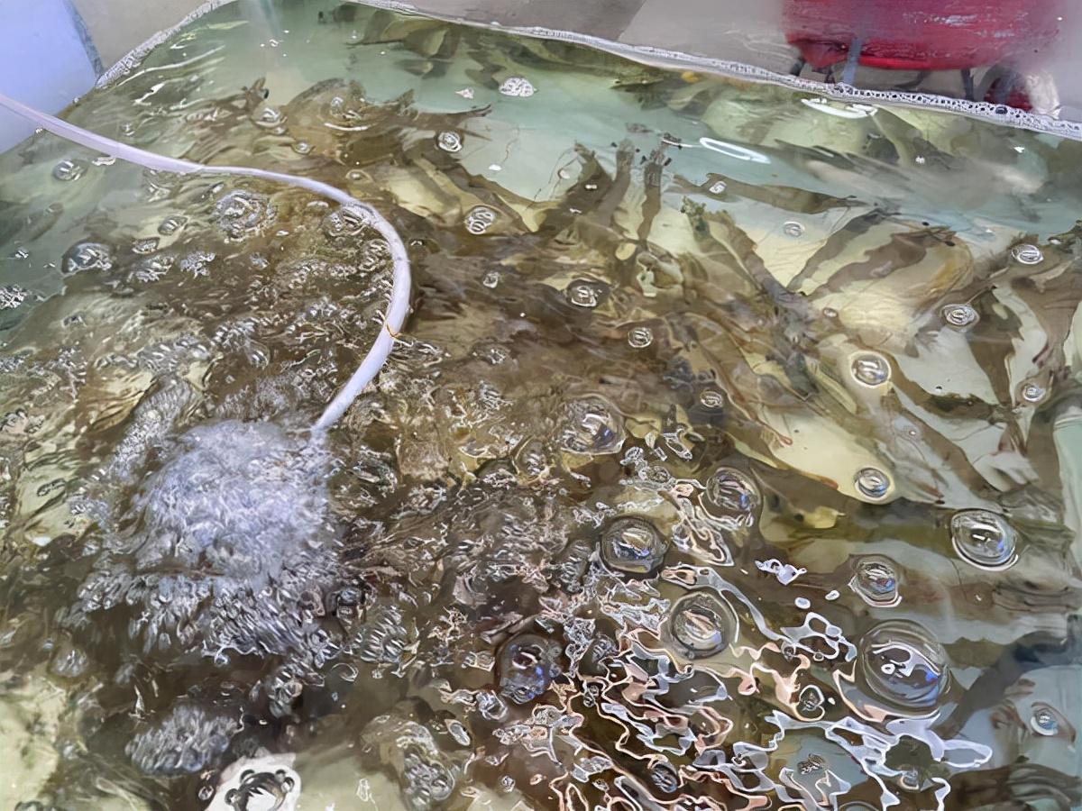 科技革新引领未来,智能虾产品走势及新潮流展望