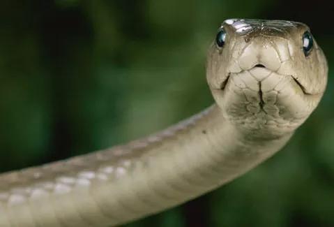 高科技蛇最新图片,重塑生活体验的新标杆!