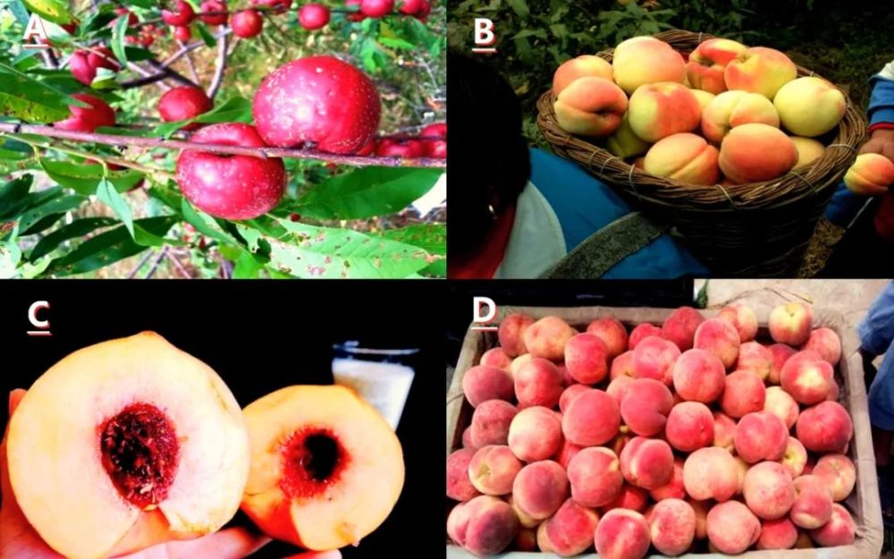 甘美会最新探索,新时代甜美聚会盛宴