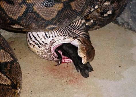 最新蟒蛇捕食现象，多元解读与探索自然奥秘