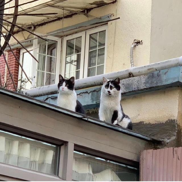 最新奶牛猫萌态亮相，超萌外表让人爱不释手！