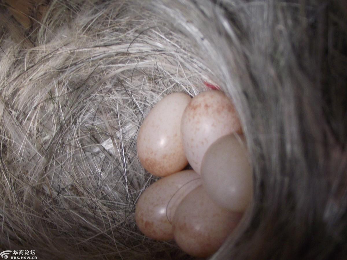 图解卵蛋最新动态，背景、事件与影响全解析